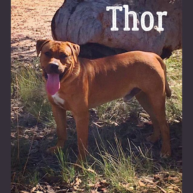 Photo of Thor