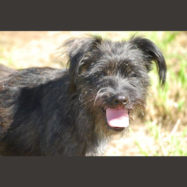 Photo of Evie (Adoption Pending)