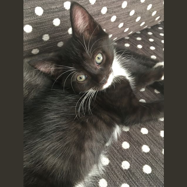 Photo of Sammy