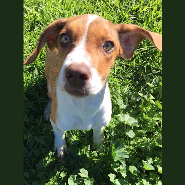 Photo of Diesel