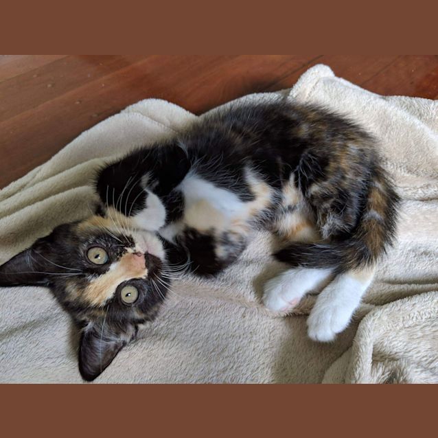 Photo of Elfin