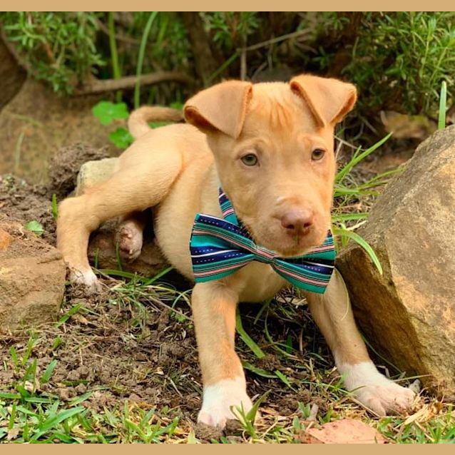 Photo of Brenner