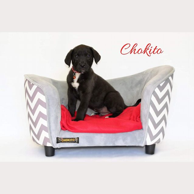 Photo of Chokito
