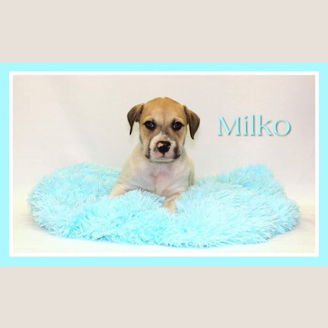 Photo of Milko 
