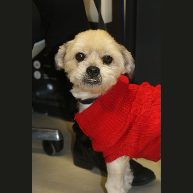 Photo of Marley