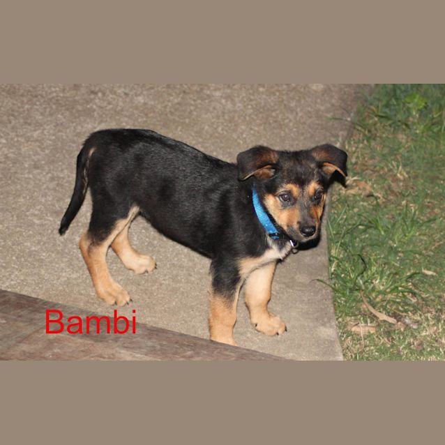 Photo of Bambi 