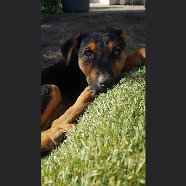 Photo of Scuffy 