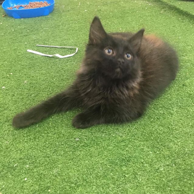 Photo of Juniper