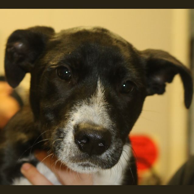 Photo of Banjo