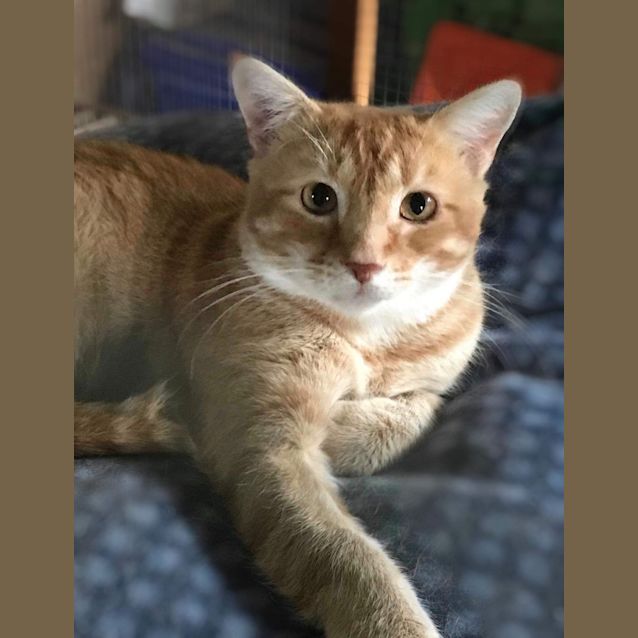 Photo of Cheeto 