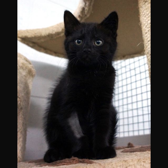 Photo of Xena