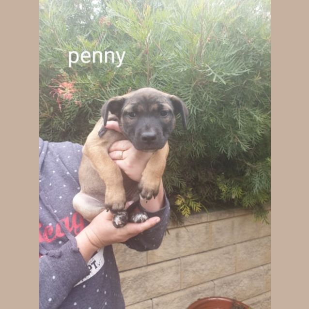 Photo of Penny