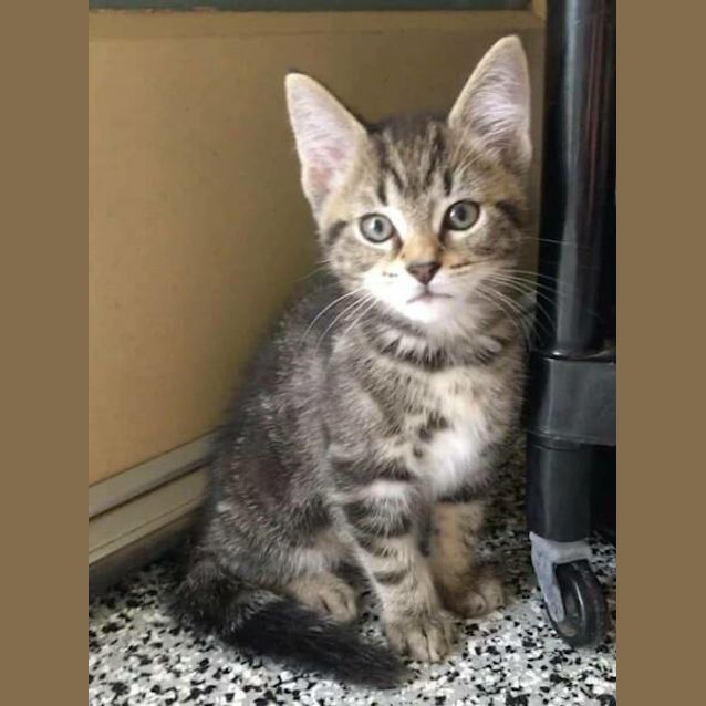 Photo of Milkshake