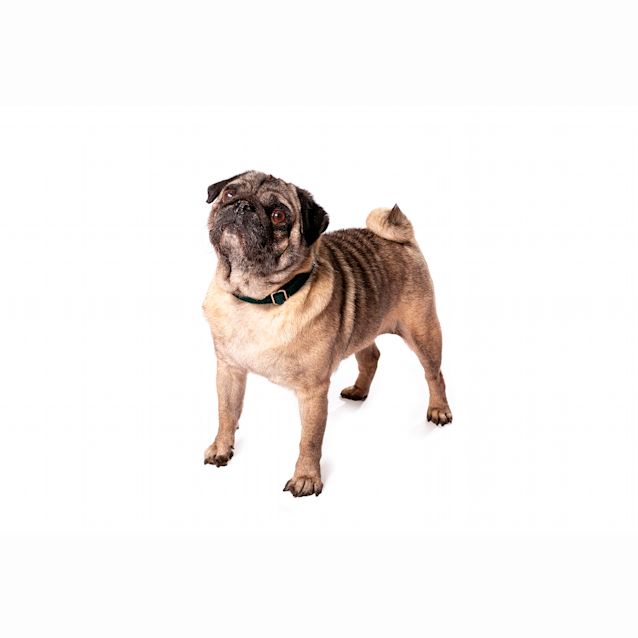 Photo of Layla