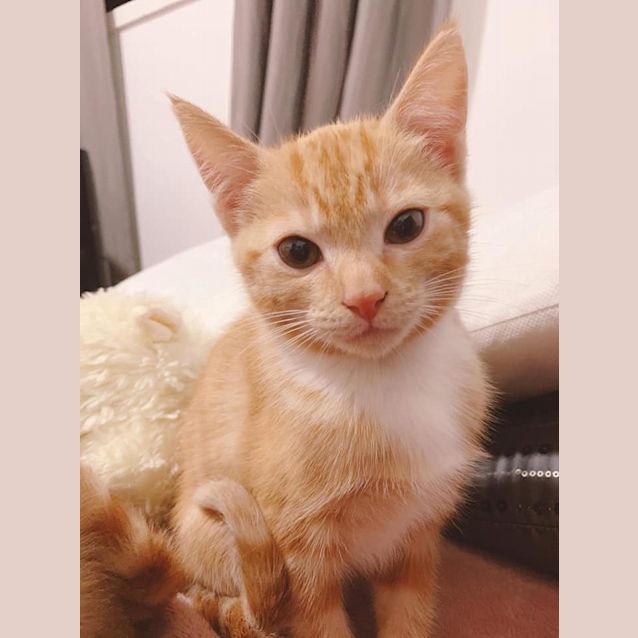 Photo of Chai