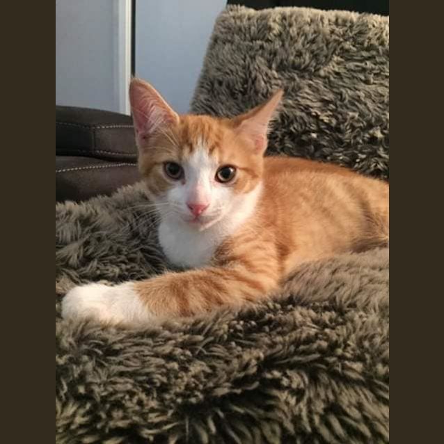 Photo of Rocket