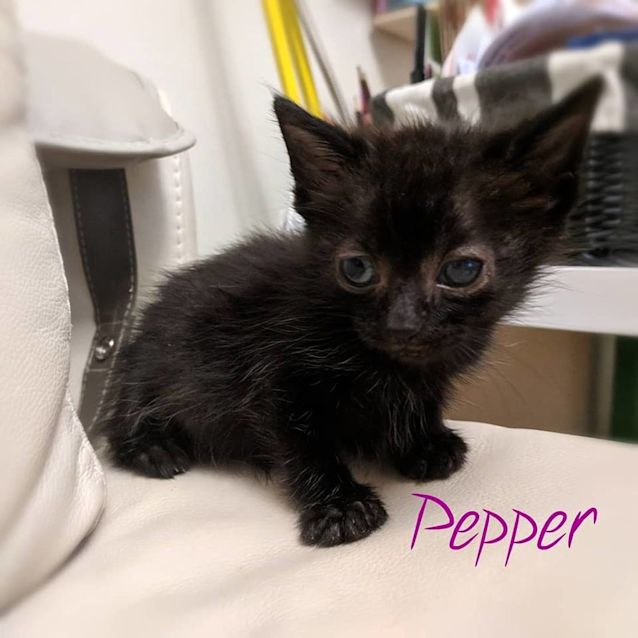 Photo of Pepper