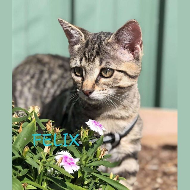 Photo of Felix