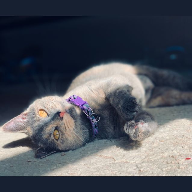 Photo of Summer Rain 💧