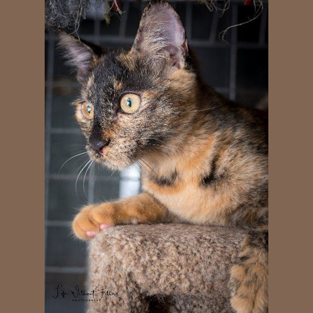 Photo of Pandora