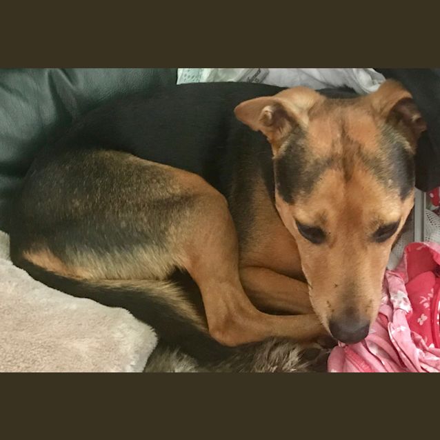 Photo of Faith ~ 7 Year Old Kelpie X (On Trial 12/5/19)