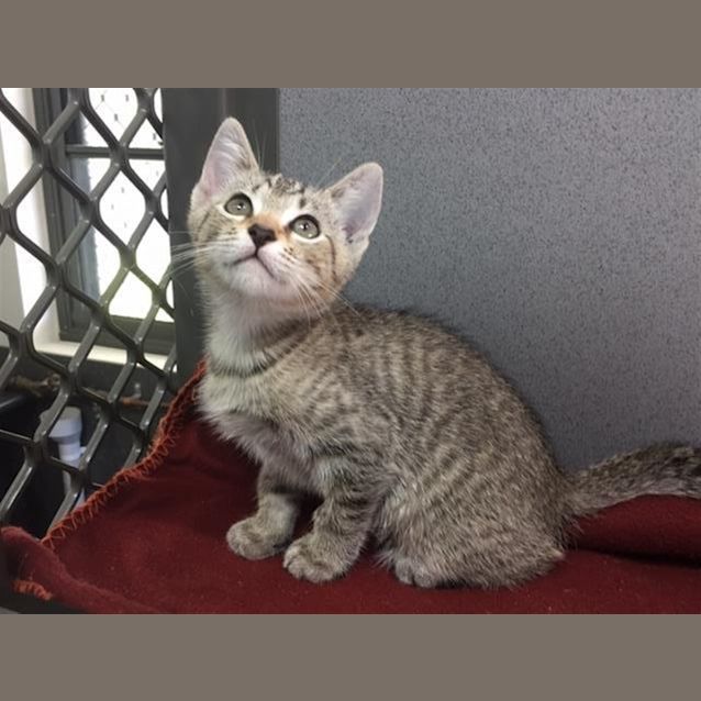 Photo of Apollo
