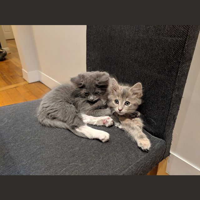 Photo of Hansel & Gretel