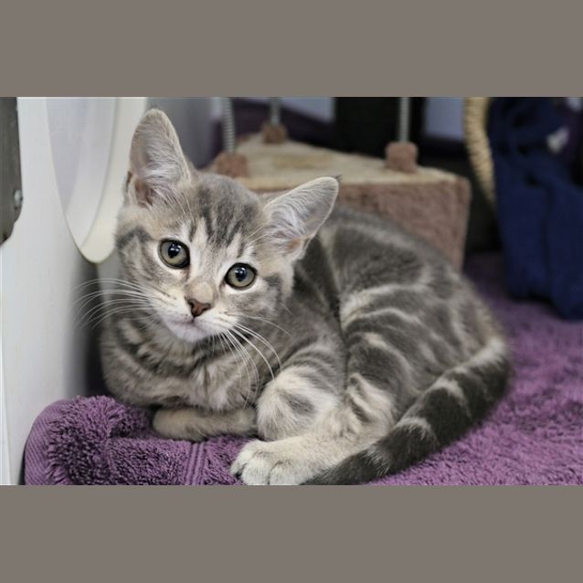 Photo of Daisy