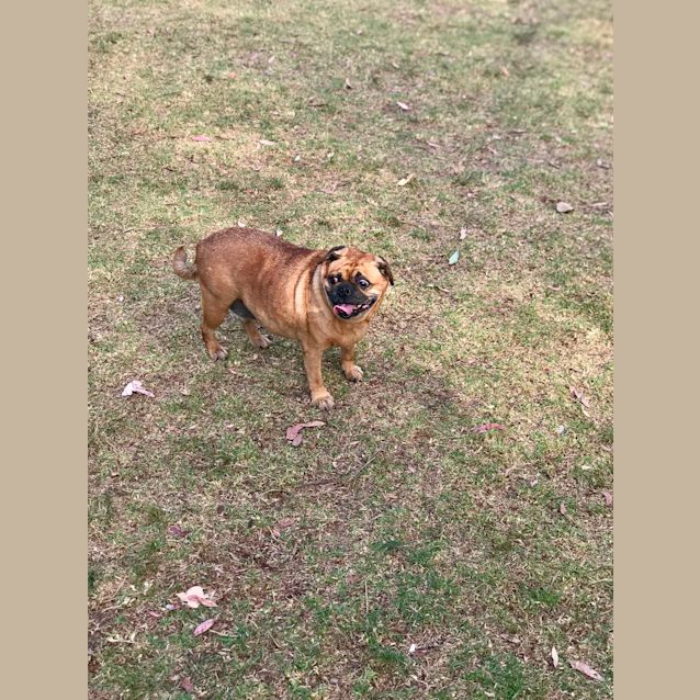 Photo of Sadie 