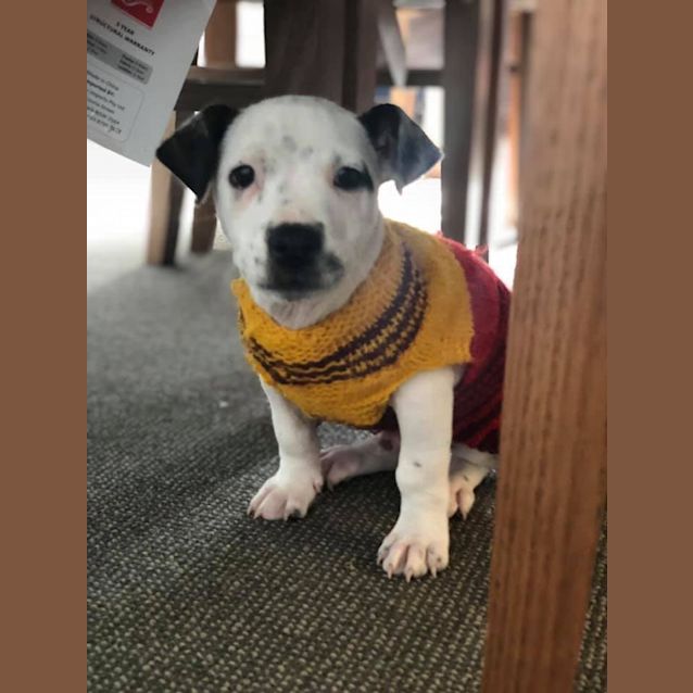 Photo of Rubble 💚