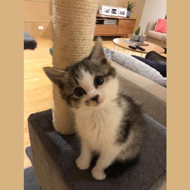 Photo of Ratchet 💚