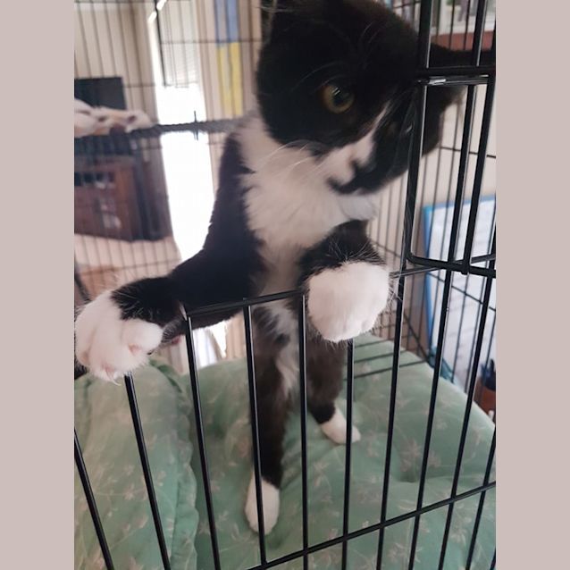 Photo of Smooch *Reduced Adoption Fee*