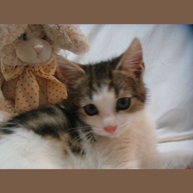 Photo of Wilson The Ii