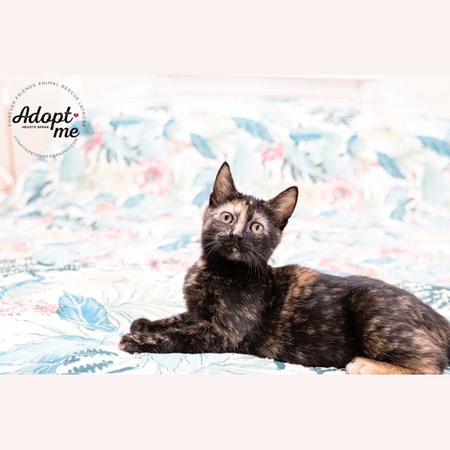 Photo of Raspberry 