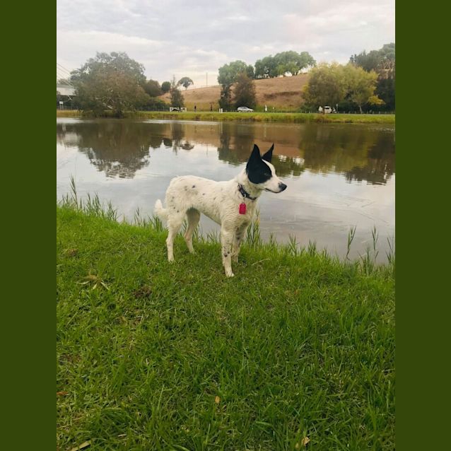 Photo of Sadie