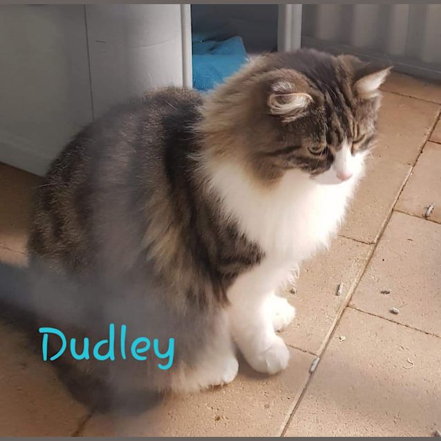 Photo of Dudley