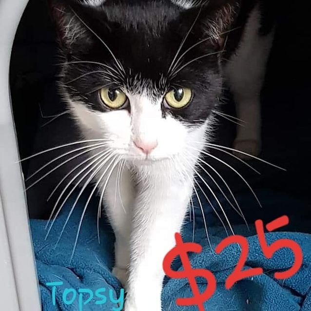 Photo of Topsy