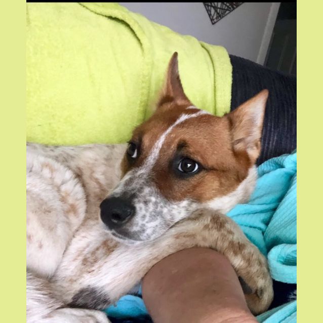 Photo of Bonnie ~ 1 Year Old Cattle Dog X (Pend. Adoption)