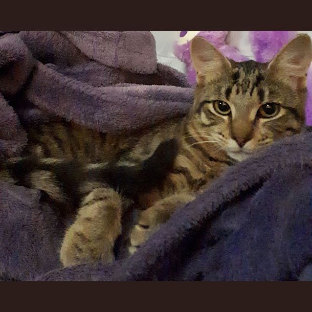 Photo of Little Prince (Princey)