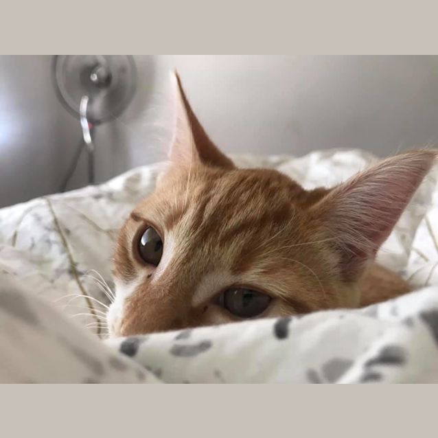 Photo of Midge Pocket Rocket!