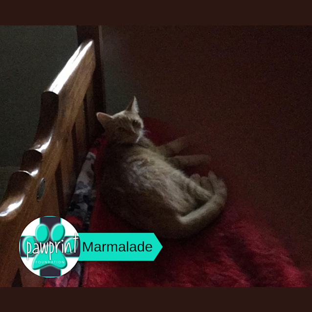 Photo of Marmalade