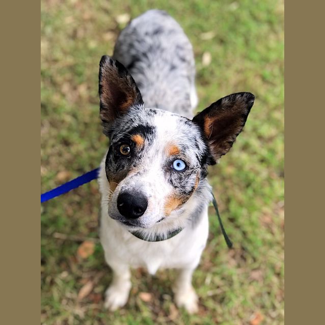 Photo of Steel