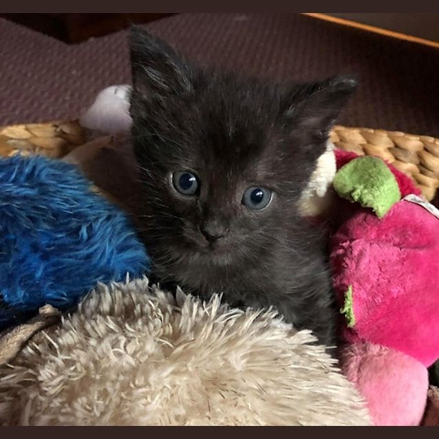 Photo of Digby