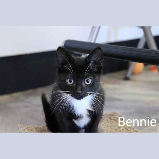 Photo of Bennie