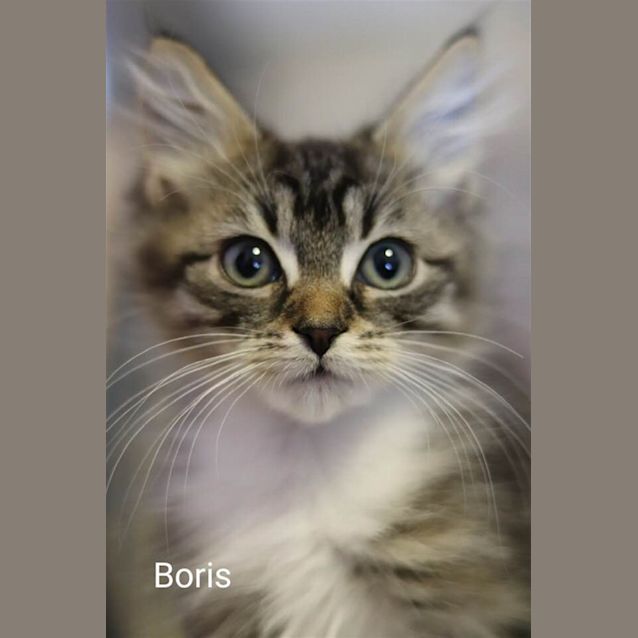 Photo of Boris