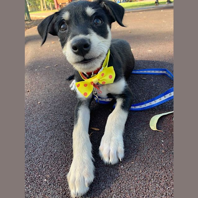 Photo of **On Trial** Basil