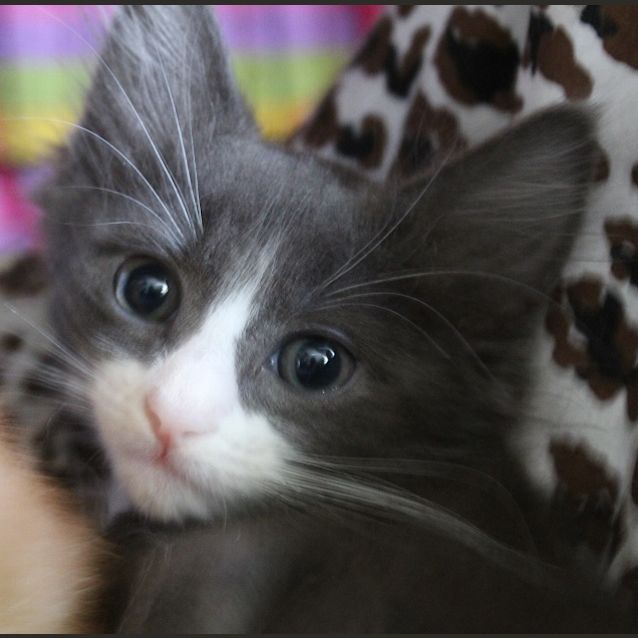 Photo of Snuggle Paws