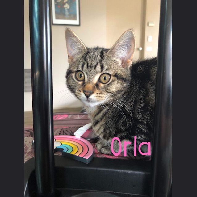Photo of Orla