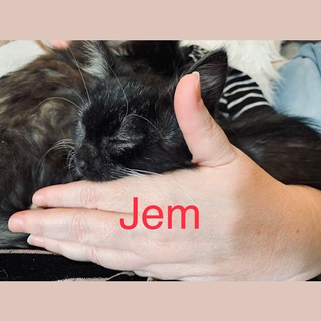 Photo of Jem