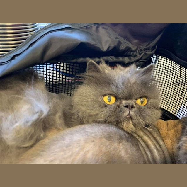 Photo of Sabrina 